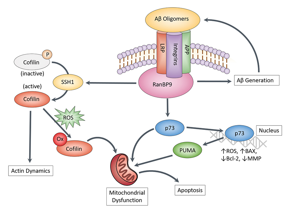 Amyloid Beta and RanBP9