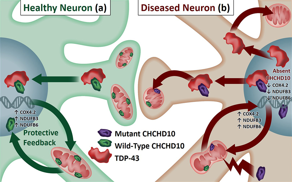 CHCHD10 and TDP-43