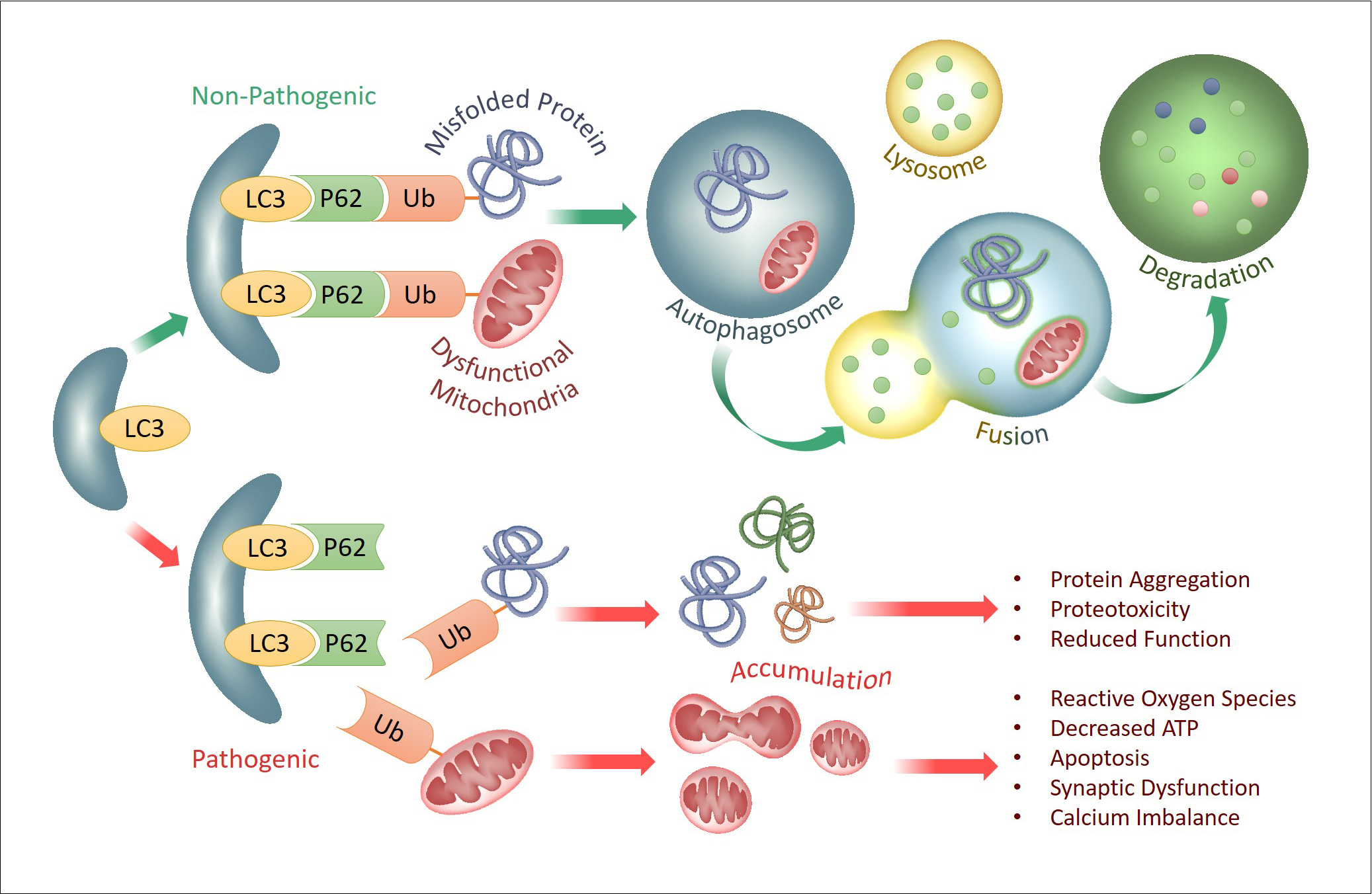 Autophagy