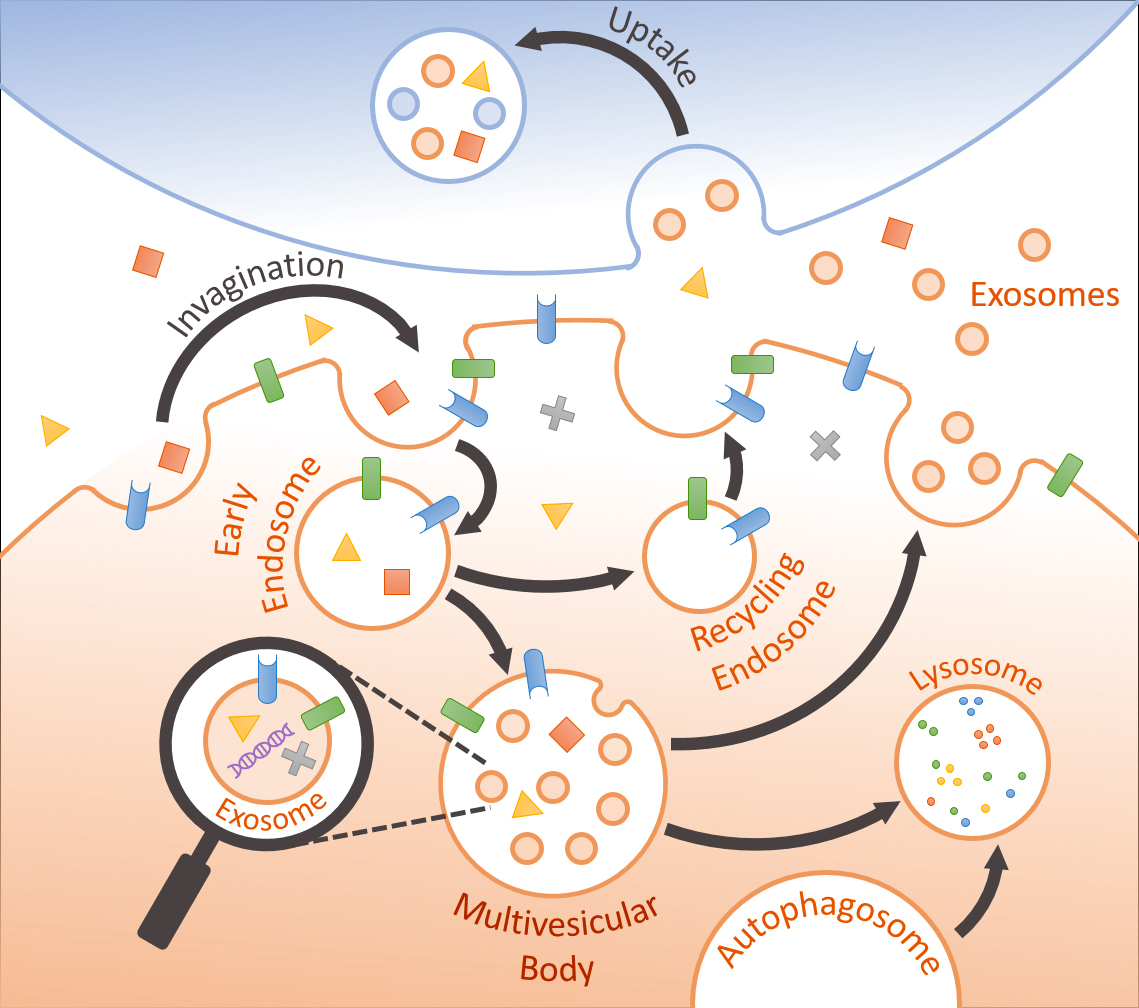 Exosomes